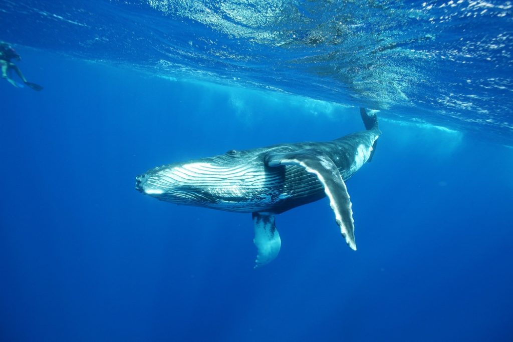 Indalo_Polynesie_Guide_baleine