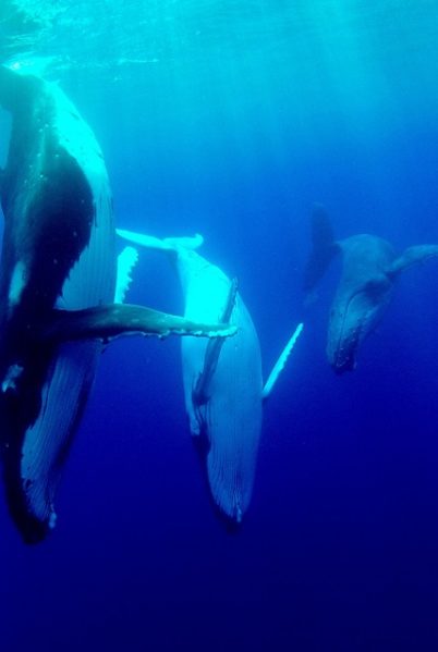 Les Baleines de Rurutu