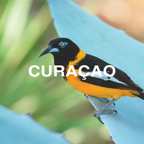 indalo_Curaçao
