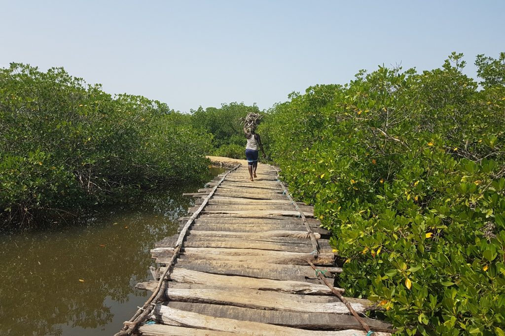 Indalo_Senegal_Guide_Casamance-mangrove