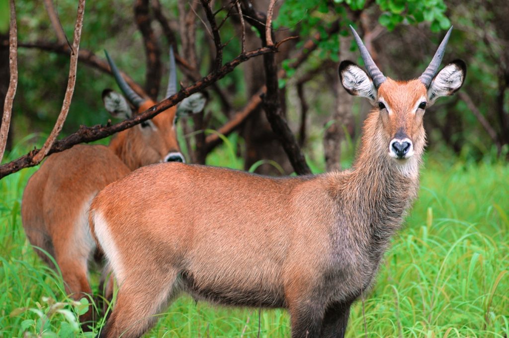 Indalo_Senegal_Guide_Niokolo-Koba-antilope